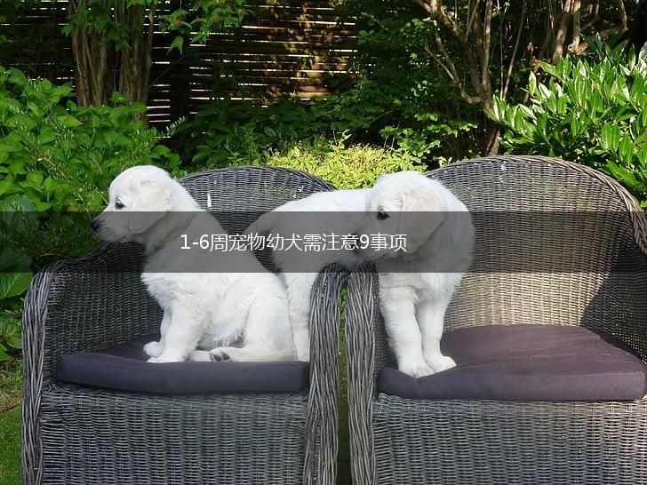 1-6周宠物幼犬需注意9事项,第1张
