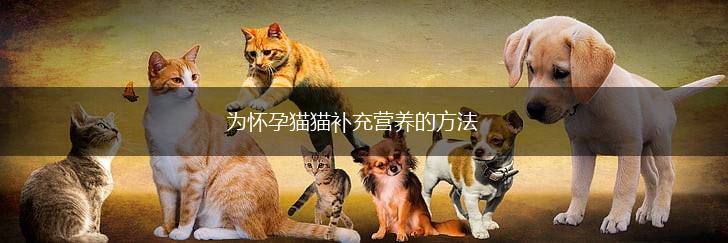 为怀孕猫猫补充营养的方法,第1张