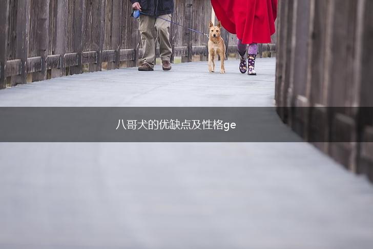 八哥犬的优缺点及性格ge,第1张