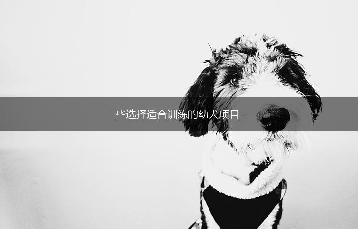 一些选择适合训练的幼犬项目,第1张