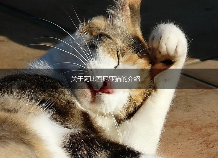 关于阿比西尼亚猫的介绍,第1张