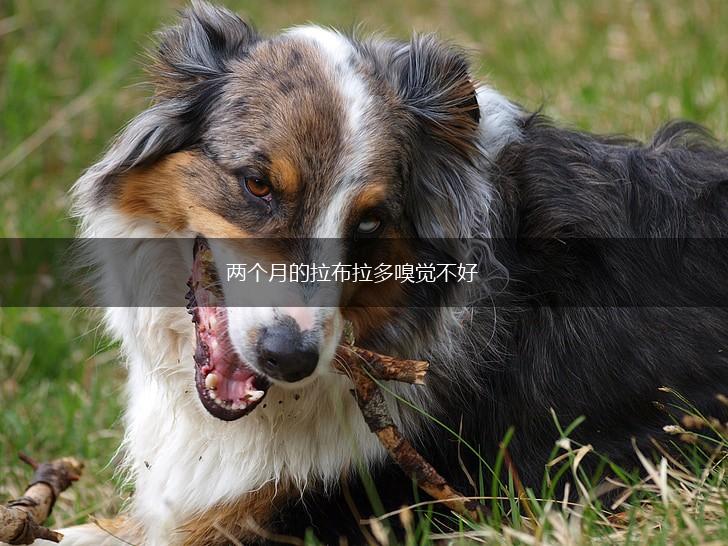 两个月的拉布拉多嗅觉不好,第1张