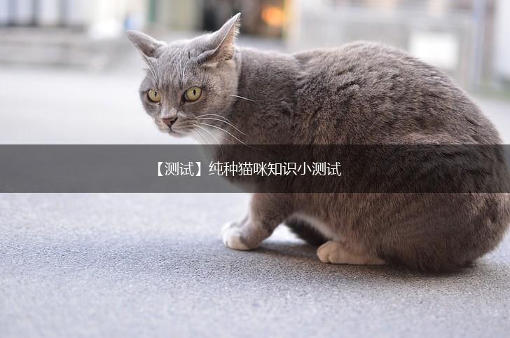 【测试】纯种猫咪知识小测试,第1张