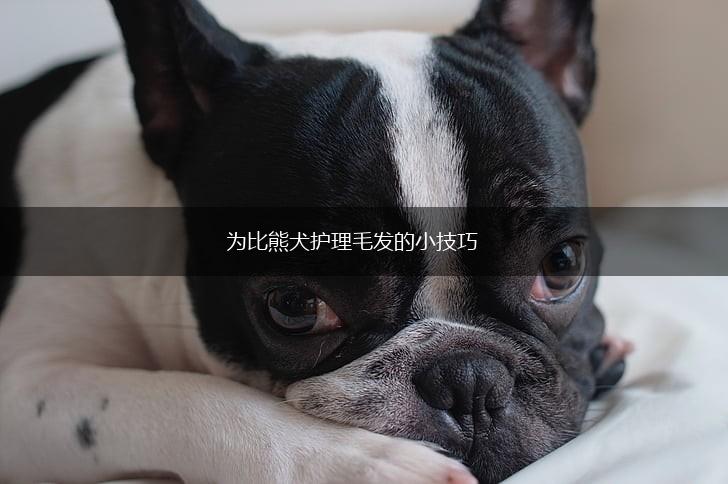 为比熊犬护理毛发的小技巧,第1张