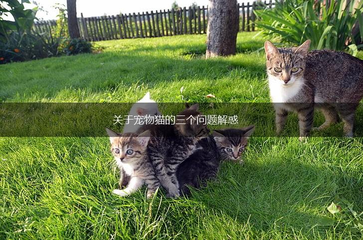 关于宠物猫的三个问题解惑,第1张
