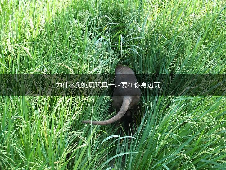 为什么狗狗玩玩具一定要在你身边玩,第1张
