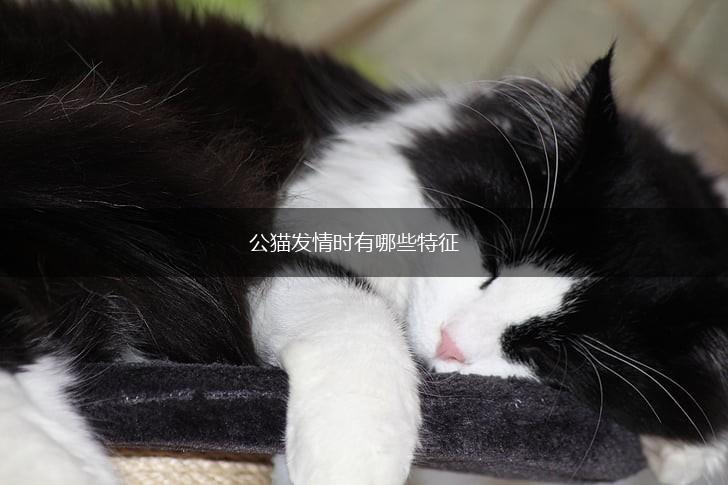 公猫发情时有哪些特征,第1张