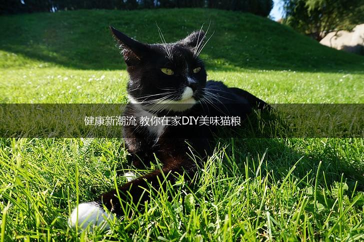 健康新潮流 教你在家DIY美味猫粮,第1张