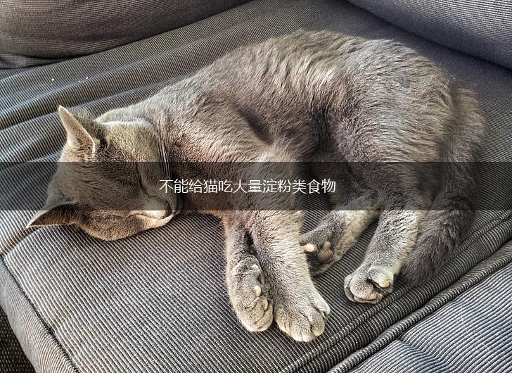 不能给猫吃大量淀粉类食物,第1张