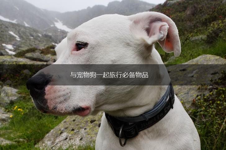 与宠物狗一起旅行必备物品,第1张
