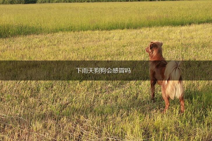下雨天狗狗会感冒吗,第1张