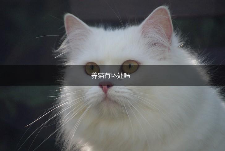 养猫有坏处吗,第1张