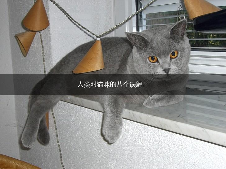人类对猫咪的八个误解,第1张