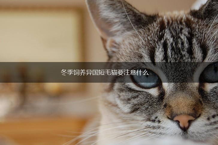 冬季饲养异国短毛猫要注意什么,第1张