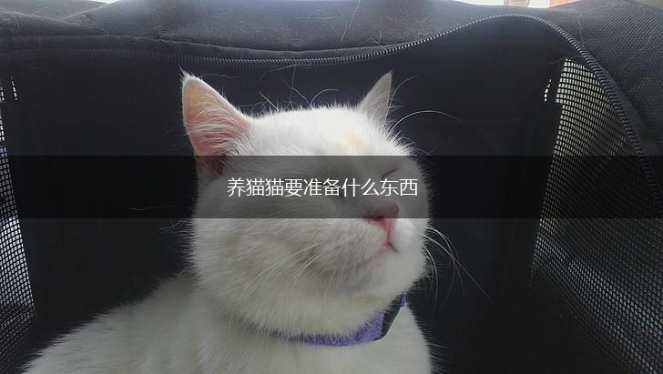 养猫猫要准备什么东西,第1张