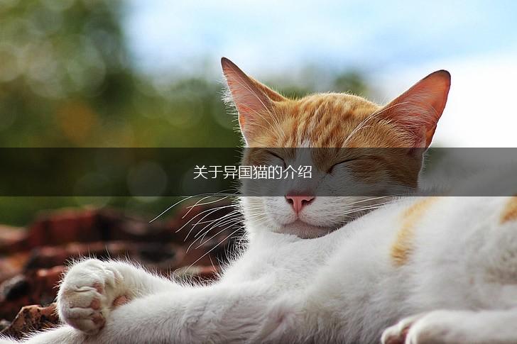 关于异国猫的介绍,第1张