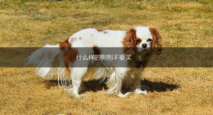 什么样的狗狗不要买,第1张