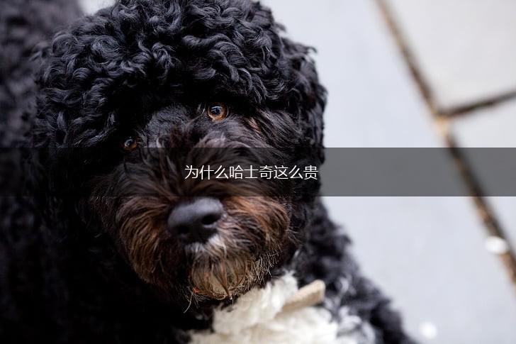 为什么哈士奇这么贵,第1张