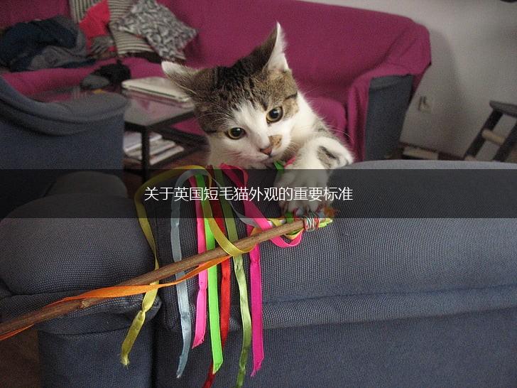 关于英国短毛猫外观的重要标准,第1张