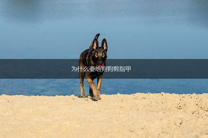 为什么要给狗狗剪指甲,第1张