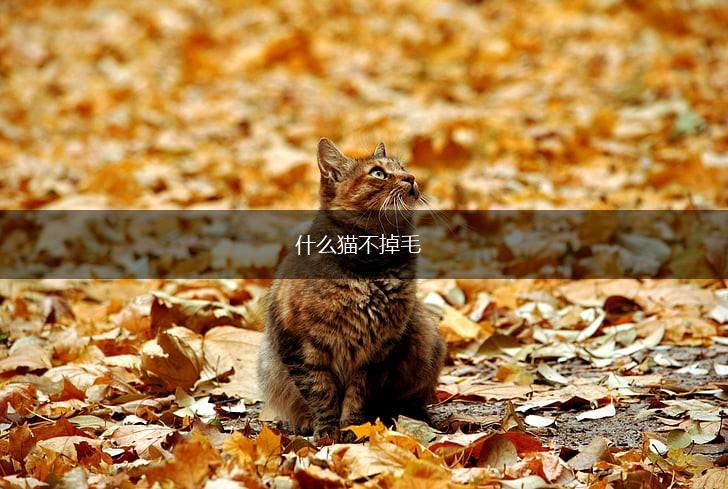 什么猫不掉毛,第1张