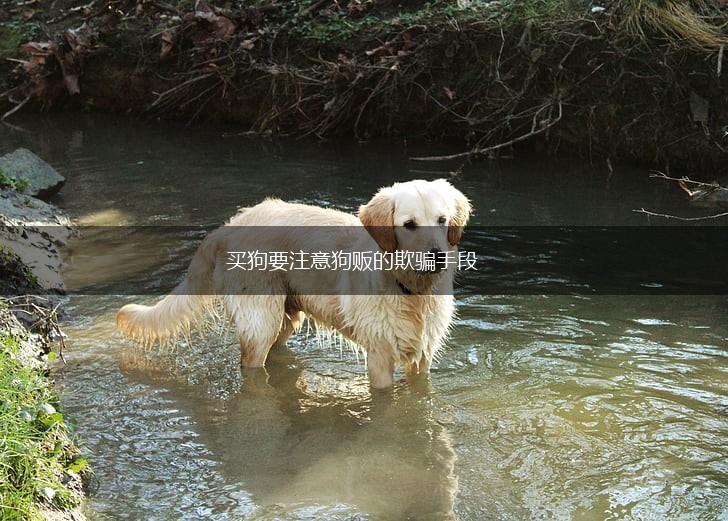 买狗要注意狗贩的欺骗手段,第1张