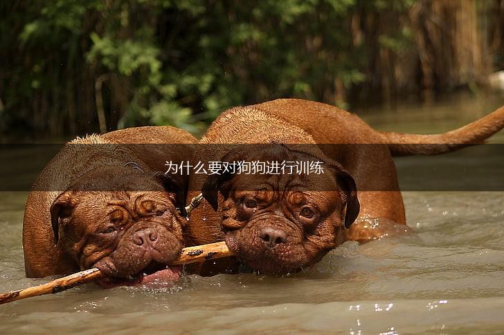 为什么要对狗狗进行训练,第1张