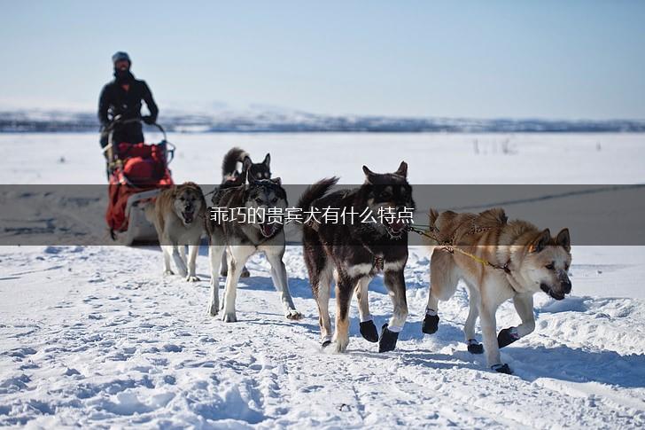乖巧的贵宾犬有什么特点,第1张