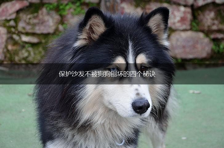 保护沙发不被狗狗刨坏的四个秘诀,第1张