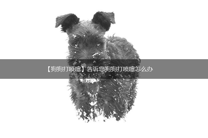 【狗狗打喷嚏】告诉您狗狗打喷嚏怎么办,第1张