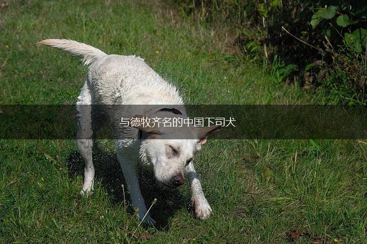 与德牧齐名的中国下司犬,第1张