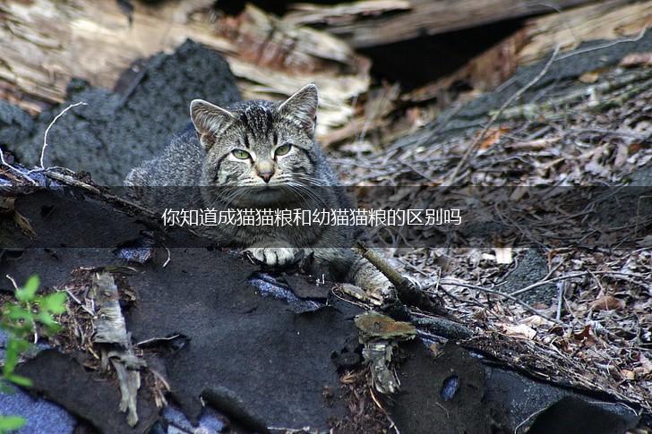 你知道成猫猫粮和幼猫猫粮的区别吗,第1张