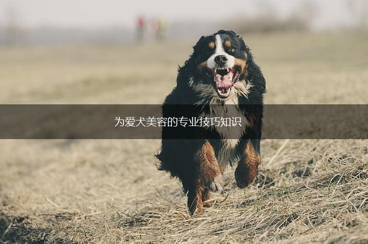 为爱犬美容的专业技巧知识,第1张