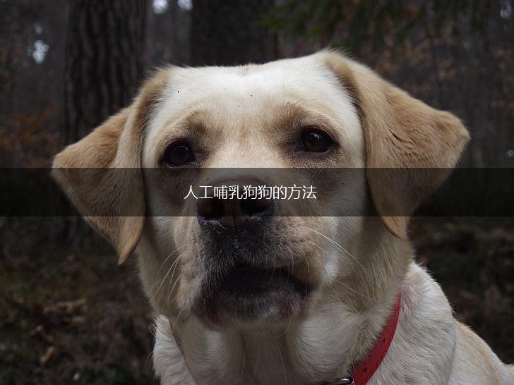 人工哺乳狗狗的方法,第1张
