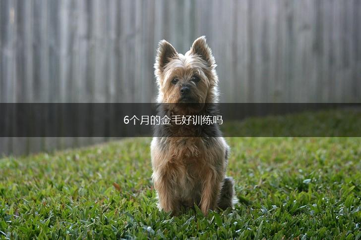 6个月的金毛好训练吗,第1张