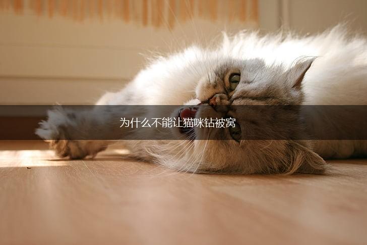 为什么不能让猫咪钻被窝,第1张