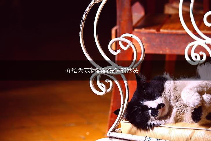 介绍为宠物猫猫洗澡的妙法,第1张