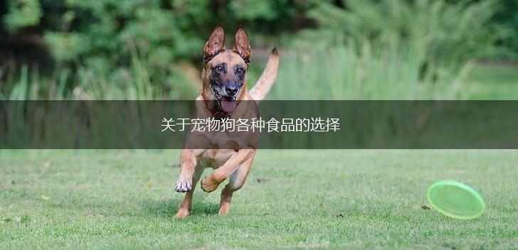 关于宠物狗各种食品的选择,第1张