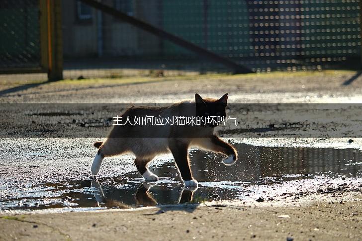 主人如何应对猫咪的坏脾气,第1张