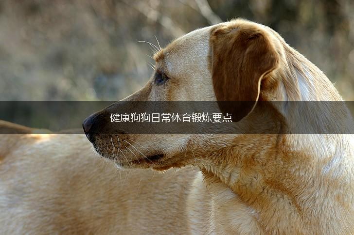 健康狗狗日常体育锻炼要点,第1张