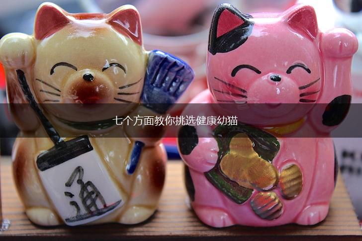 七个方面教你挑选健康幼猫,第1张