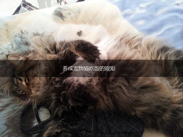养成宠物猫吃饭的规矩,第1张
