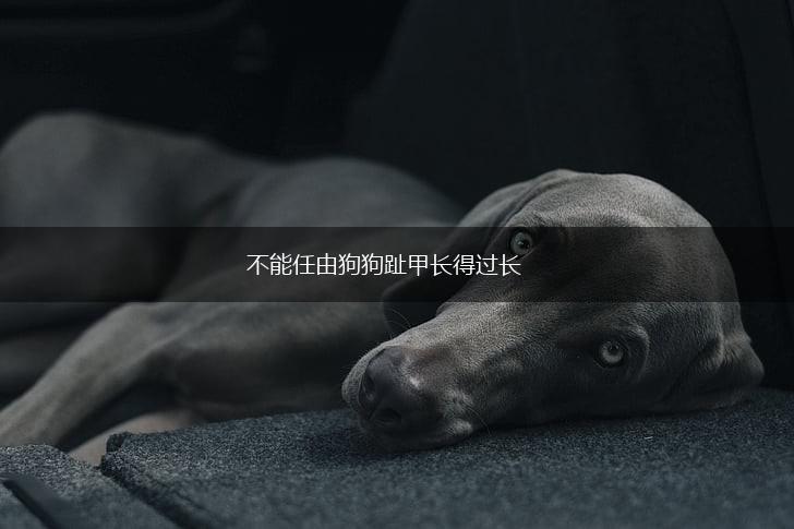 不能任由狗狗趾甲长得过长,第1张