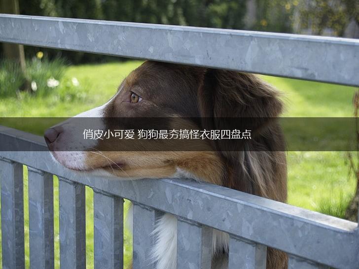 俏皮小可爱 狗狗最夯搞怪衣服四盘点,第1张