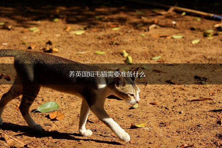 养英国短毛猫需要准备什么,第1张