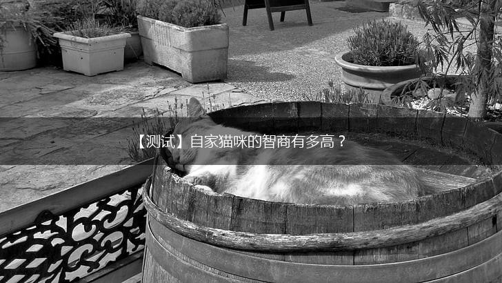 【测试】自家猫咪的智商有多高？,第1张