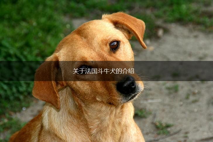 关于法国斗牛犬的介绍,第1张