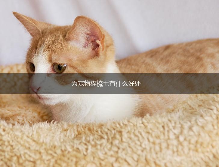 为宠物猫梳毛有什么好处,第1张