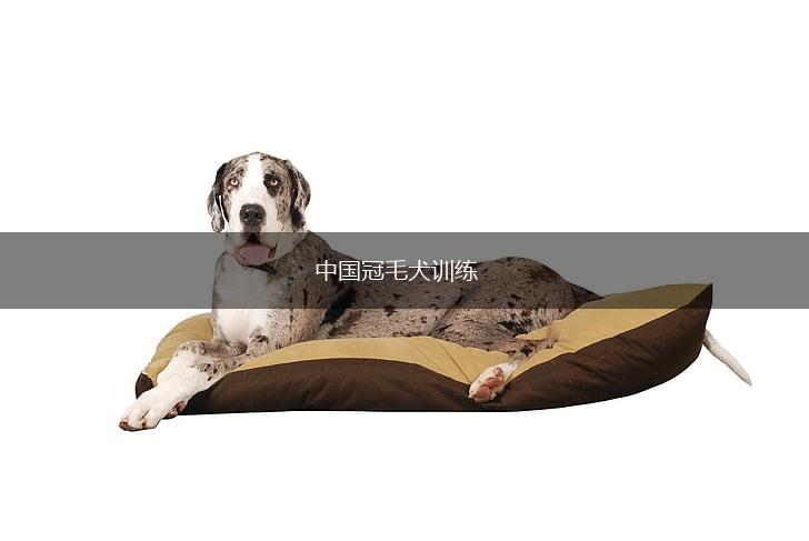中国冠毛犬训练,第1张