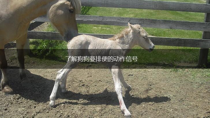 了解狗狗要排便的动作信号,第1张